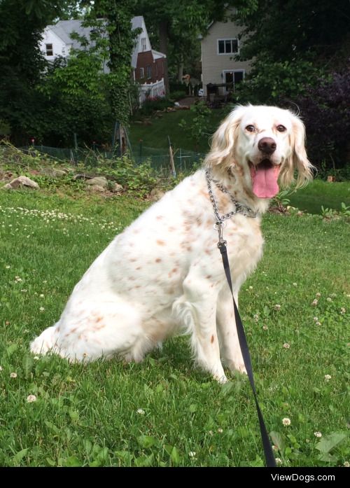 This is my 5 year old English Setter Maya. She loves long walks…