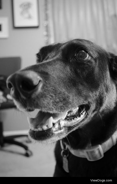 This is my 7.5-year-old black lab mix Penny. She’s the…