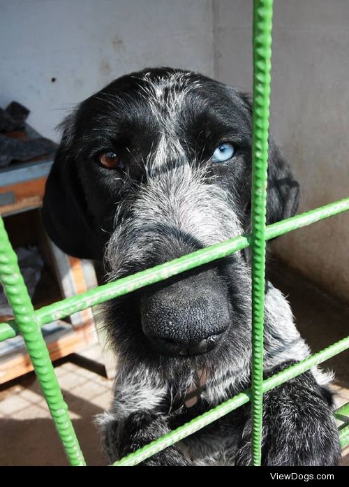 She is called Fancsi, a German wire haired pointer! She is a…