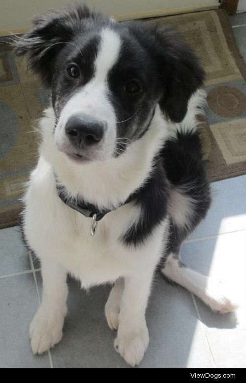 This is Ben, my 2 year old border collie