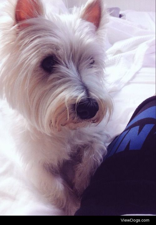 This is Kitty, my eight-year-old westie asking me to share my…