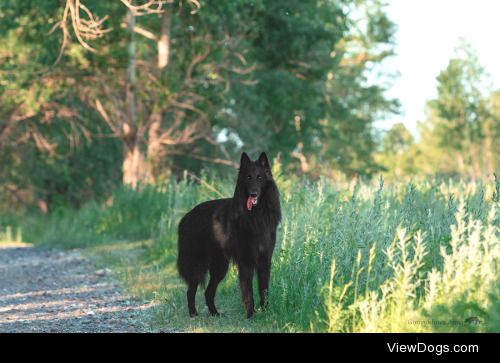 Groenendael Guard