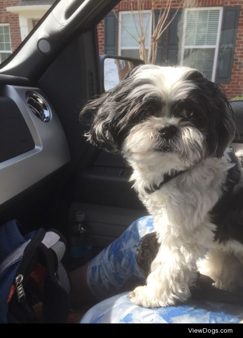 This is Mikey, an 11 year old Shih Tzu! He’s getting older, but…