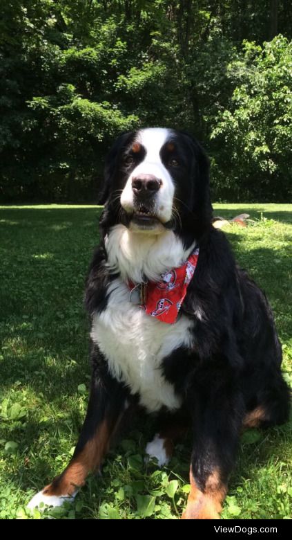 Achilles, a 5 year old Bernese Mountain Dog, who is actually…