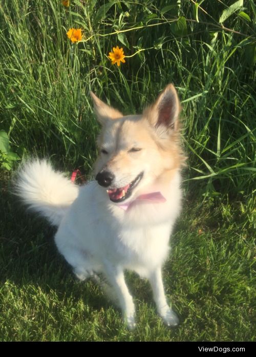 pixpup:

handsomedogs pixel loves sunbathing for sunkissed…