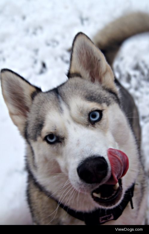 This is my beautiful pooch Zero. She’s an Alaskan Huskyzero….