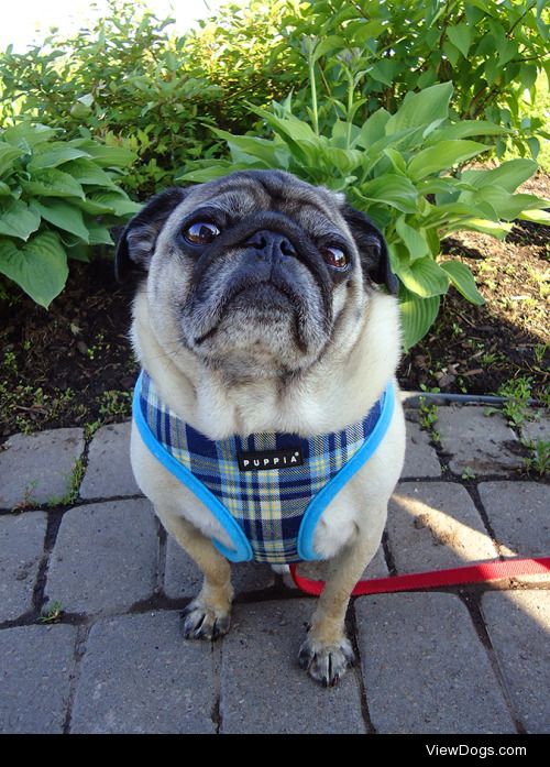 stinkywrinkles:

Hurley at the park for handsomedogs’ Walkies…