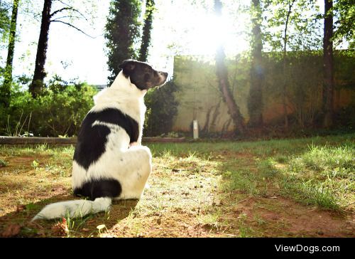 Lola the hound mutt for Sunray Sunday!