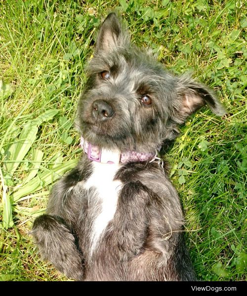 Maisie, 2 year old Terrier mix! Love her one floppy ear.