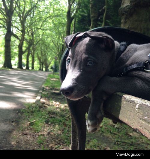 12 week old Finn relaxing after his walk