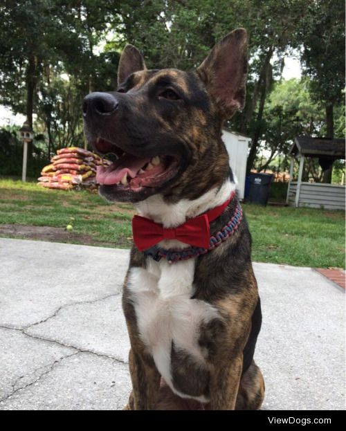 Jethro, a two year old German/Dutch Shepherd 