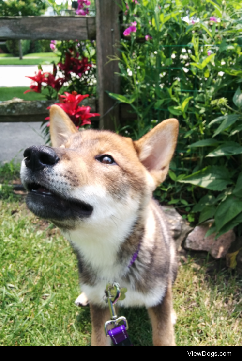 This is my 5 month old shikoku pup. He’s as sweet as he…