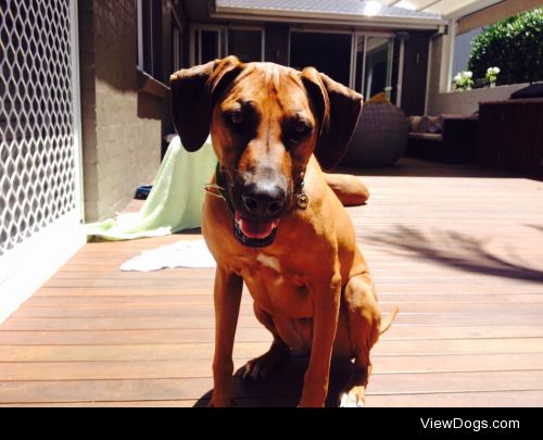 My 3 year old Rhodesian Ridgeback Kenya