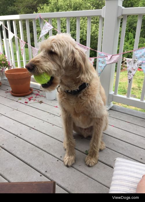 Zeke the poodle mix for toy filled Tuesday. :)