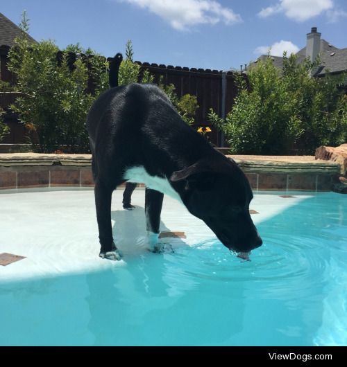 Mia loves chasing the Polaris around. She just learned how to…