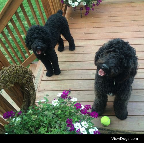 Olive and Bluebear, the cutest, most handsome little butts