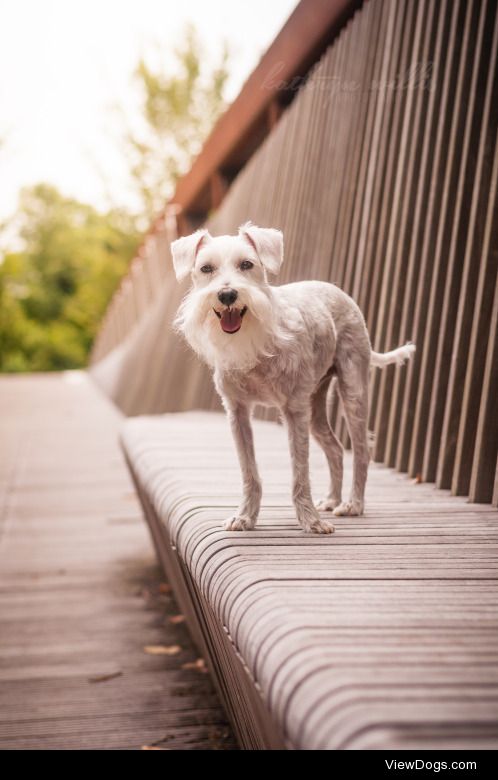 lokidog:

Happy dog, happy dog, how do you do?Do you walk along…