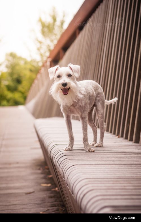 lokidog:

Happy dog, happy dog, how do you do?Do you walk along…