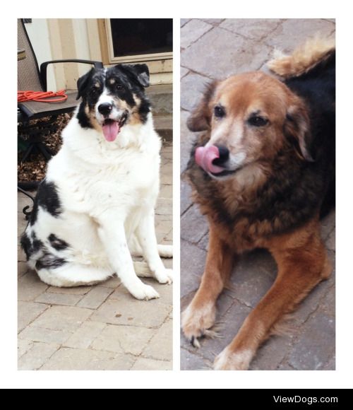 My 8 year old Saint Bernard/Australian Shepard mix Nika, and my…