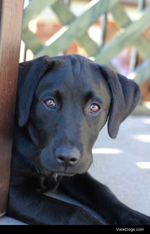 This is Tess, 1 year old black Lab, full of energy