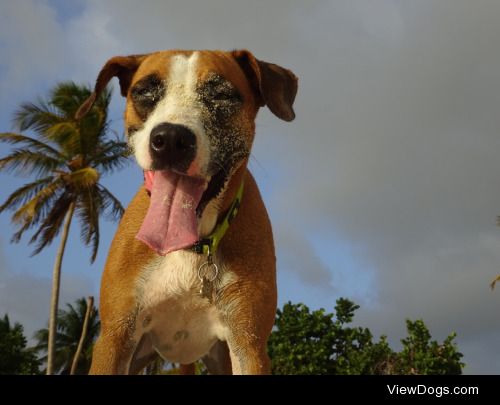 Arya the coconut retriever in St Maarten, Netherland Antilles,…