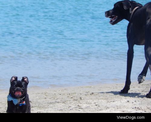 Hercules – chihuahua/pug