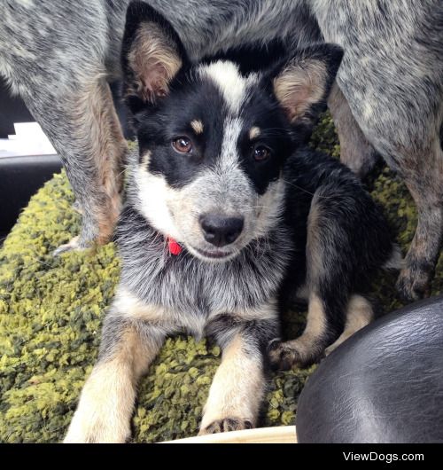 Audie is a 14 week old Australian cattle dog.