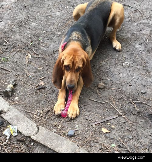 Ophelia loves this toy because she can toss it around in the…