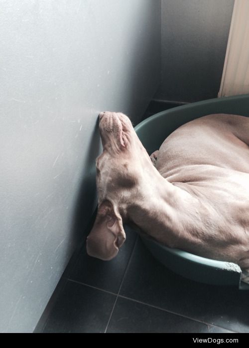 For sleepy saturday, here’s my Weimaraner Lola taking a lil’…