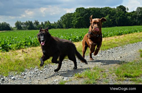 workingdogblr:

It’s Fun Fun Friday for handsomedogs‘ photo…