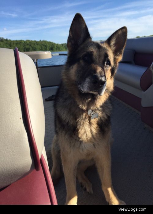 This is Riggins and he loves to cruise the lake on the boat!