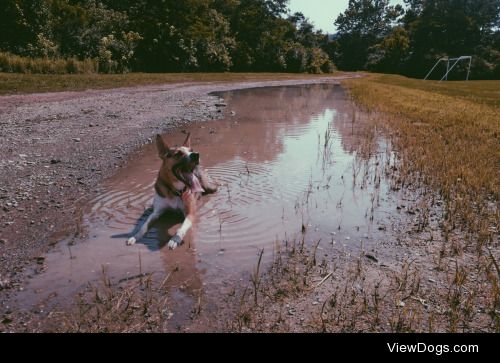 Bo cooling off after some frisbee catching