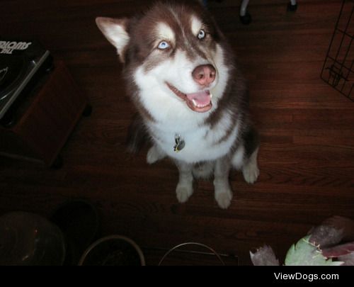 maxandmaeby:

Sitting sweetly and waiting for Mealtime Monday….