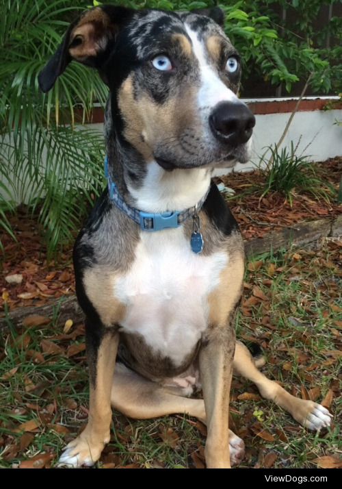 My year catahoula leopard dog, Aiden :)