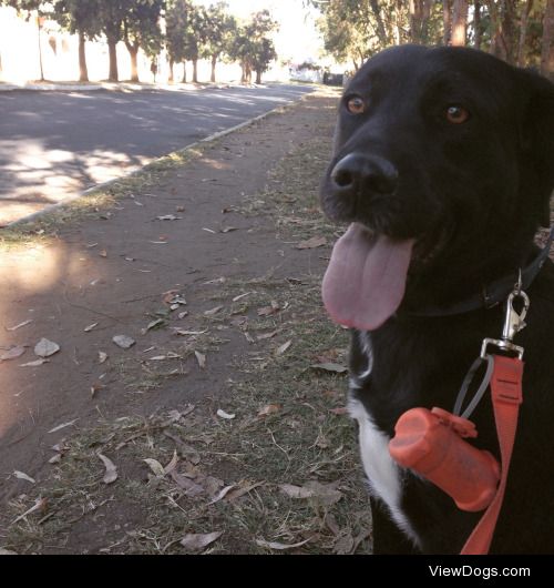 Lula my Lab and I enjoying our Walkies Wednesday. We had so much…