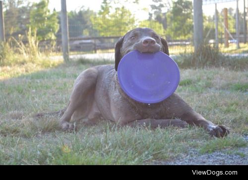 thestupidsmartdogs:

A chessie with a frisbee is a happy chessie…