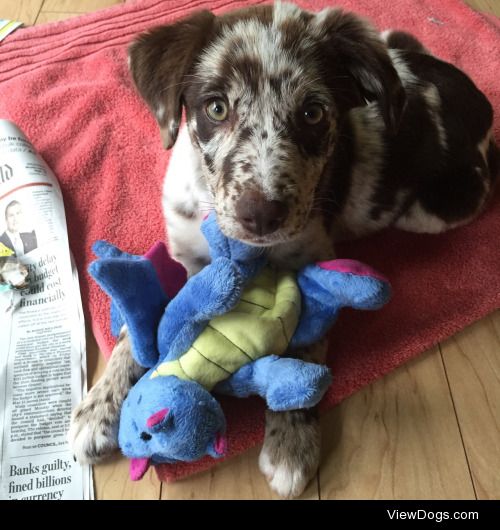 This is Daisy! She’s an 11 week old Australian shepherd and lab…