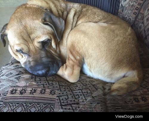 This is Marley, a Shar-Pei/Boxer Mix