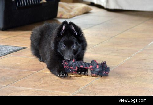 workingdogblr:

Day Three of handsomedogs‘ challenge: Toy-Filled…