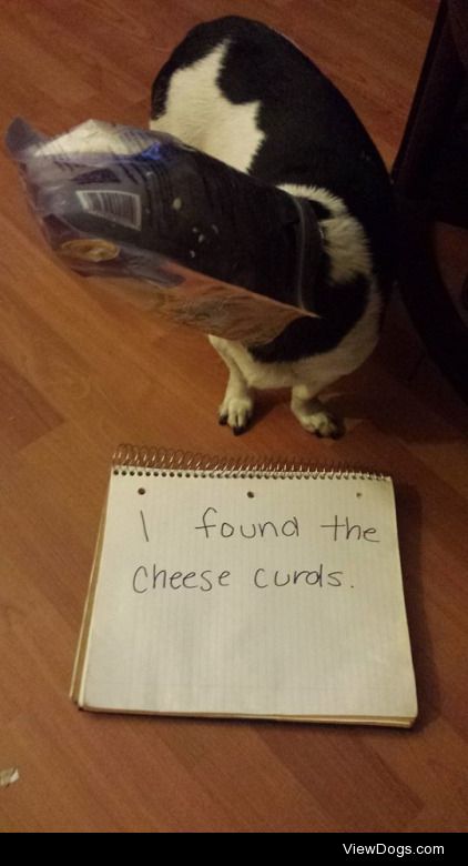 You’re so cheesy

We came downstairs and found Rocky…