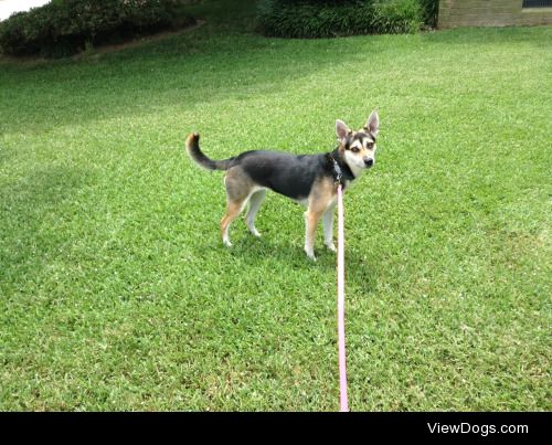 My handsome Piper
She was about two in this picture but…