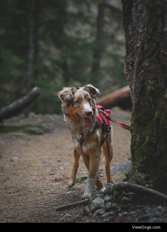 Walkies Wednesday