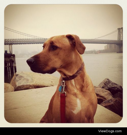 Oscar, my Ridgeback granddog, from Brooklyn, NY.
