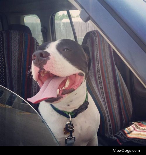 hugo, rescued pit mix, really enjoys car rides.