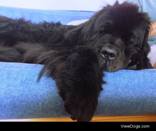 Ripley the Newfoundland always has a sleepy Saturday.