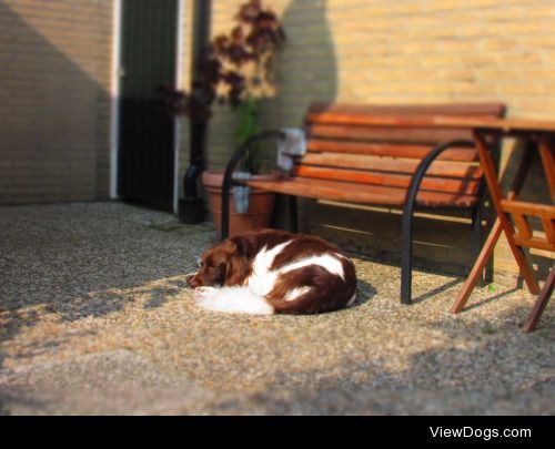 redsirion:

Ahh… those lovely naps in the sun…