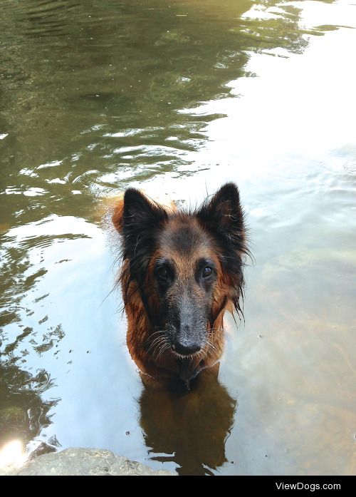 Jenny waiting for me to throw her ball, #thirstythursday