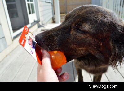 Ollie the border collie mix showing off his favorite and most…