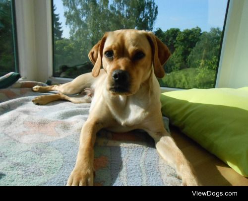 This is Rhona, my pretty puggle puppy. She was 2 when this…