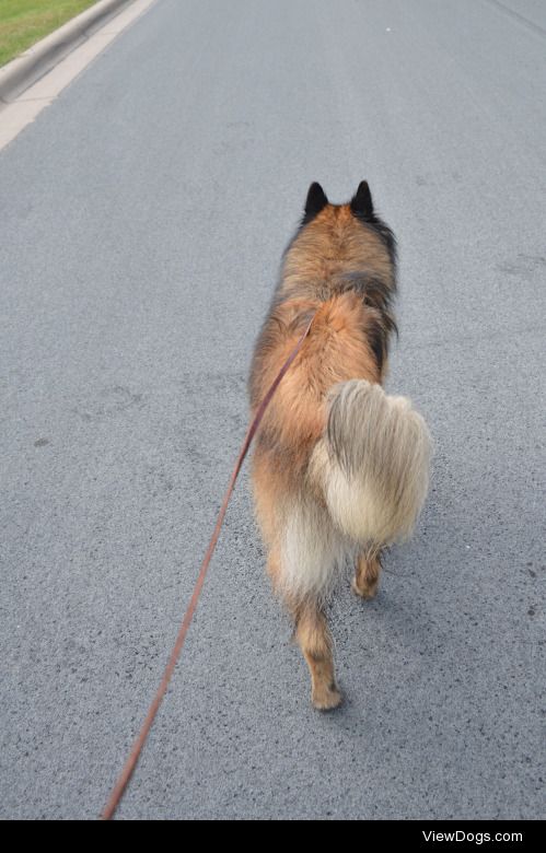 bandit-the-tervuren:

Here’s Bandit and Coco for handsomedogs…